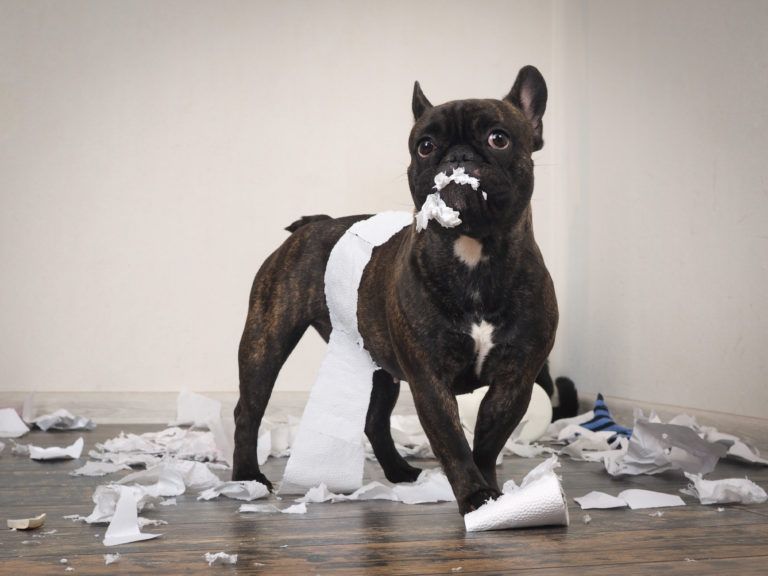 香港專業寵物保姆 Pet Sitting Diary 犬隻行為矯正