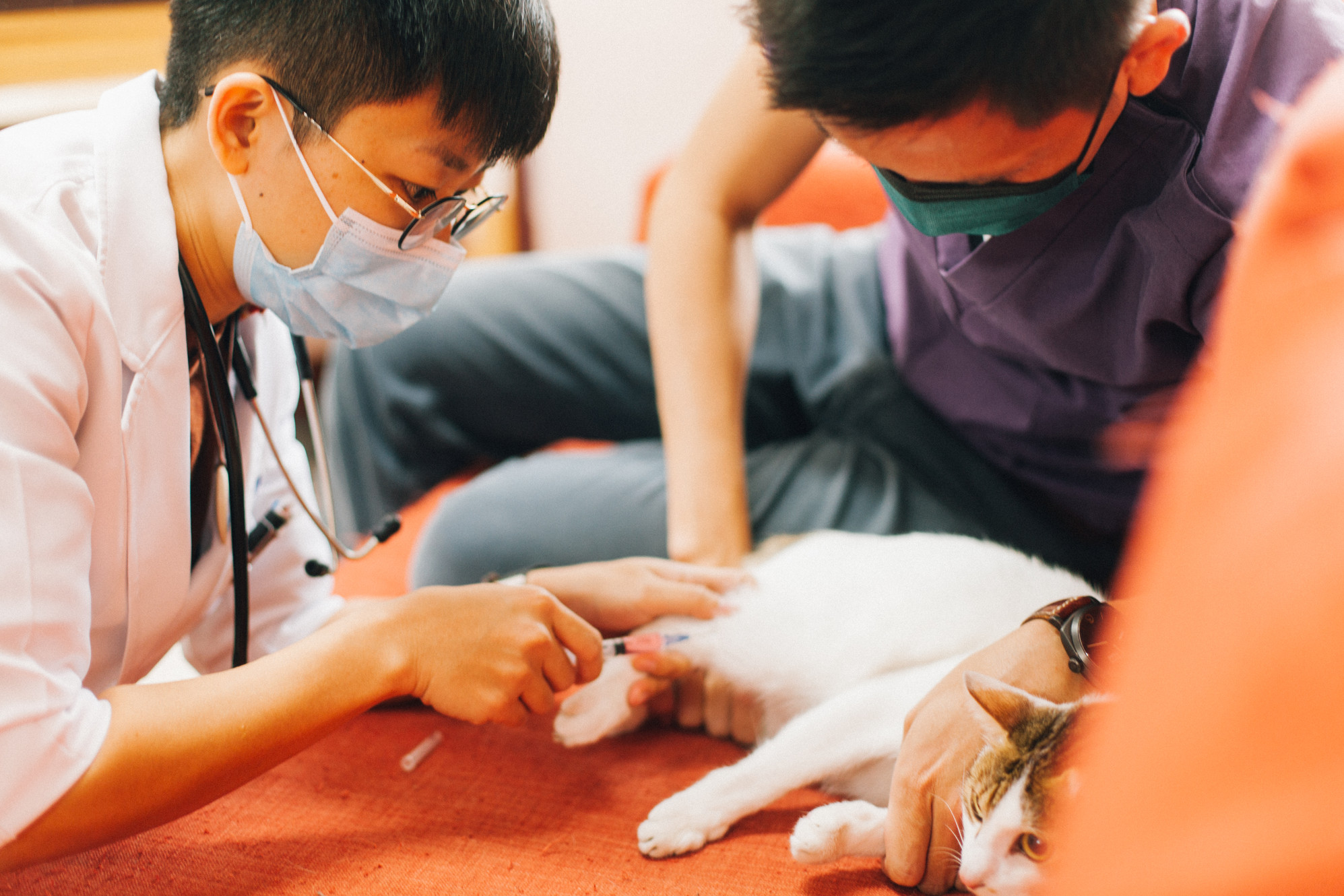 宅宅犬貓行動獸醫院