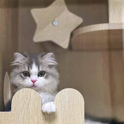 貓二家 Cozy Cat Retreat